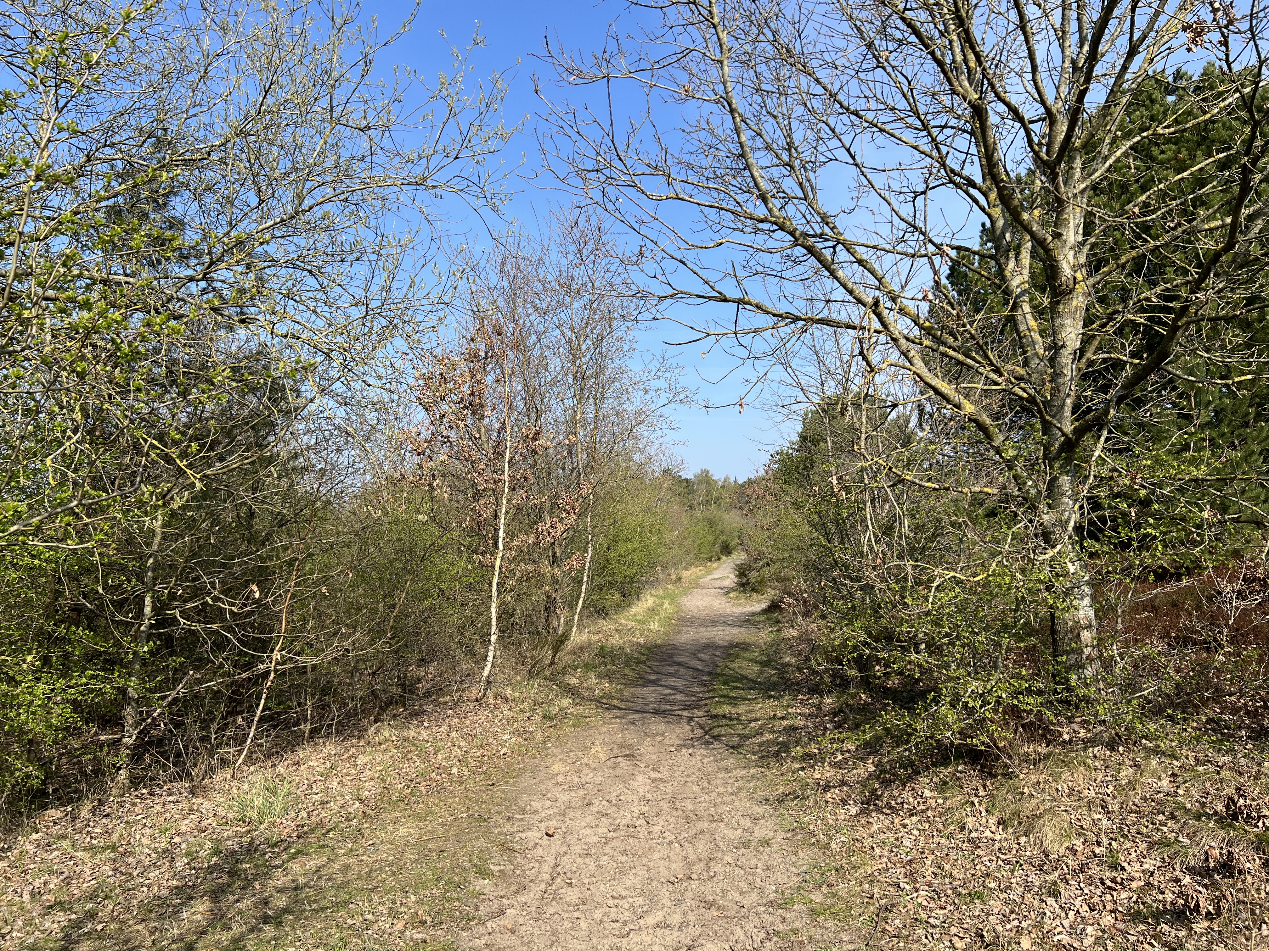 Wanderweg durch die Küstenheide bei Cuxhaven